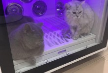 猫宠物店洗澡-猫宠物店洗澡前流程总结