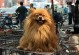 焦作宠物交易市场-焦作宠物狗市场在哪里