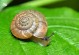 蜗牛的习性-蜗牛的的特点