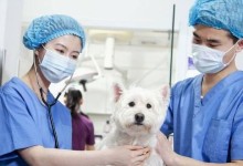 宠物医疗生意-宠物医疗有前途吗