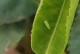 茶小绿叶蝉-茶小绿叶蝉的发生规律及防治