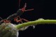 大型宠物蚂蚁-大型宠物蚂蚁图片