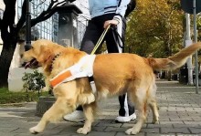郑州禁养犬-郑州禁养犬种2023