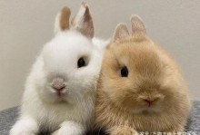 兔子图片宠物-兔子图片宠物大全