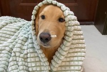 宠物狗感冒-宠物狗感冒药多少钱