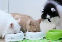 宠物猫吃药-宠物猫吃药着的老鼠怎么处理
