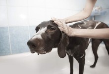 宠物狗洗一次澡多少钱-宠物狗洗一次澡多少钱?