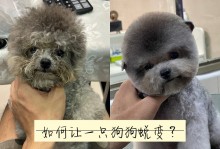 广州宠物美容学徒-广东哪里有学宠物美容师的