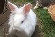 哪种宠物兔子好养-哪种宠物兔子好养不容易死