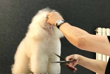 宠物美容工作深圳-宠物美容工作深圳招聘信息