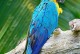蓝色金刚鹦鹉-蓝金刚鹦鹉寿命