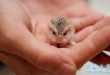 世界上最小的动物-世界上最聪明的动物