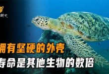海龟的寿命-海龟的寿命是多少岁
