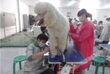 宠物时间宠物美容师培训-宠物美容师培训大概需要多久