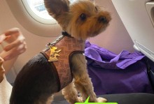 上飞机的宠物-飞机上带宠物需要什么手续