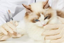 宠物猫多久打一次疫苗-宠物猫多久打一次疫苗针