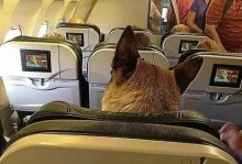 允许宠物客舱-允许宠物进客舱的飞机有哪些