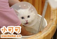 宠物猫洗澡-宠物猫洗澡可以用人的沐浴露吗