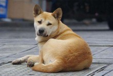 中华田园犬图片-中华田园犬多少钱一只幼犬