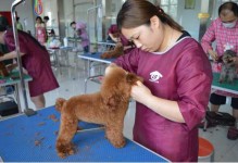 中国最好宠物美容学校-全国前十宠物美容学校排名