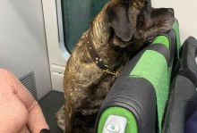 宠物带上火车-宠物带上火车吗和高铁需要什么