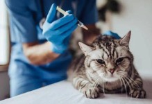 给宠物猫注射疫苗-宠物猫注射疫苗不会有狂犬病了吗