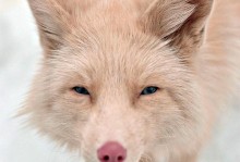 宠物向的狐狸-宠物狐狸犯法吗
