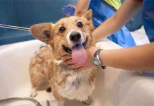 宠物洗澡注意-宠物洗澡时注意事项