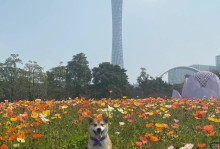 广州宠物旅行-广州宠物旅游活动群