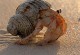 宠物螃蟹饲养注意什么-宠物螃蟹吃什么怎么养活