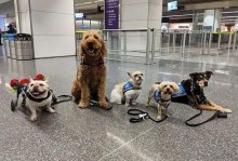 机场可以带宠物吗-机场可以带宠物狗吗