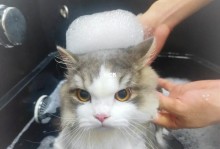 宠物店猫咪洗澡-宠物店猫咪洗澡价目表图片