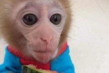 宠物小猴子多少钱一只-猴子幼崽宠物店多少钱一只
