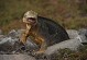 陆鬣蜥宠物-陆鬣蜥和海鬣蜥