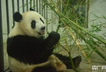大熊猫暖暖-大熊猫暖暖现在在哪里