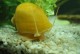 黄金螺怎么繁殖-黄金螺怎么繁殖寿命最长
