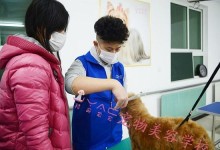 韩国的宠物美容学校-韩国宠物美容培训学校