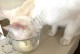 猫能喝羊奶吗-刚出生的小猫能喝羊奶吗