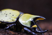 甲虫独角仙-甲虫独角仙名字的来历
