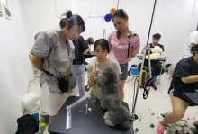 宠物培训苏州-苏州宠物培训学校
