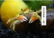 宠物蟹繁殖-宠物螃蟹怎么养才能活得长久一些