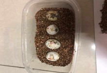 乌龟蛋怎么孵化-乌龟蛋怎么孵化小乌龟几天出壳