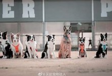 襄阳宠物学习-襄阳公立宠物医院