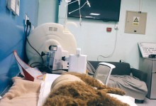 宠物核磁共振多少钱-宠物核磁共振检查一次多少钱