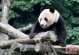 大熊猫的生活环境-大熊猫的生活环境简写怎么写