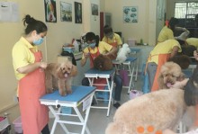 上海宠物美容培训学校-上海的宠物美容培训学校