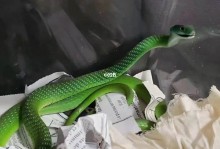 宠物蛇绿色-宠物蛇绿色的粪便