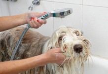 宠物小狗洗澡多少钱-宠物小狗洗澡多少钱一次