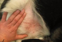 宠物美容师预防皮肤病-宠物美容怎么防止被咬
