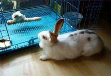宠物兔子传染病-兔子传染病会传染给人吗